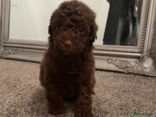 Cavapoo dogs Toy cavapoo puppy’s - Advert 3