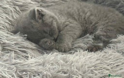 British Shorthair cats for sale: Adorable British Shorthair Kitten - Image 7