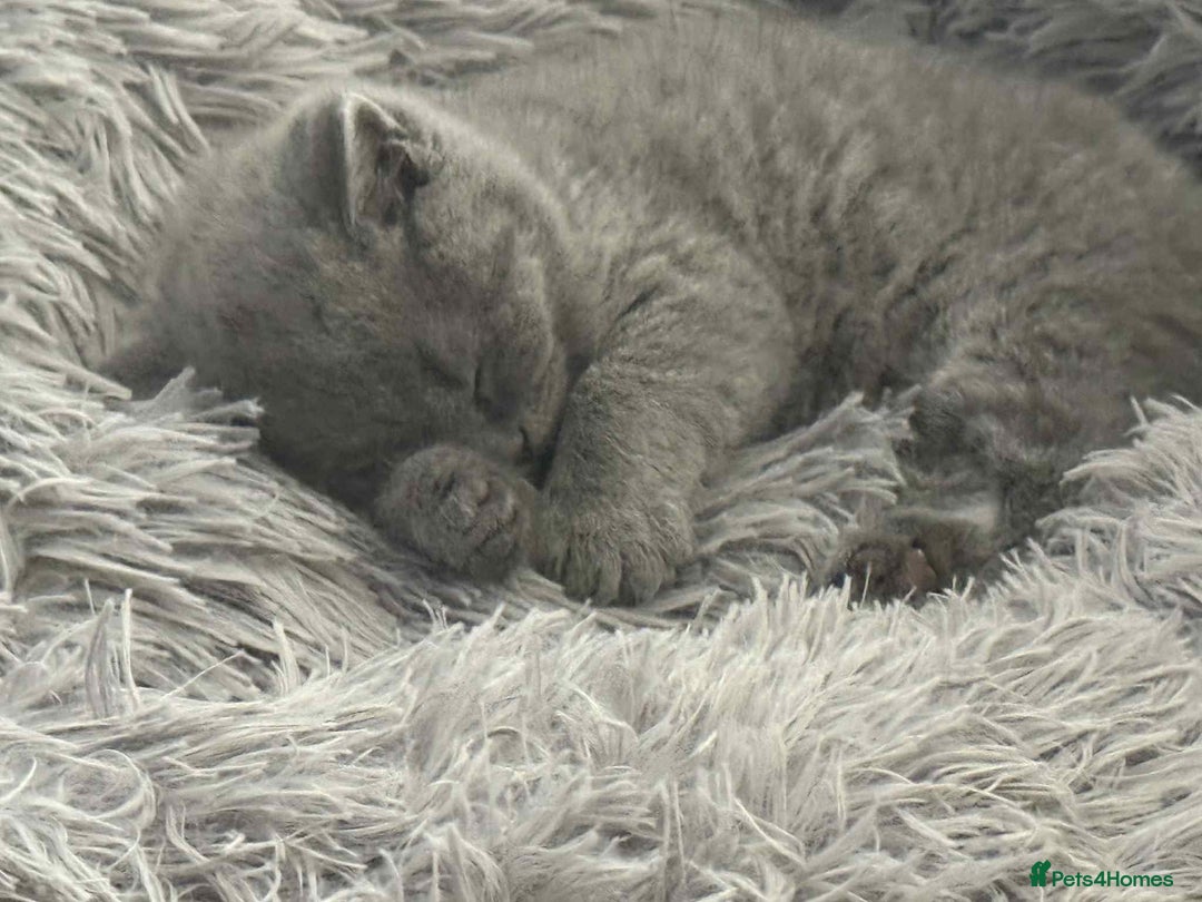 British Shorthair cats for sale: Adorable British Shorthair Kitten - Image 7