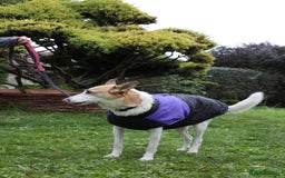 Mixed Breed dogs for adoption: 💖🐶 ALAYA 🐶💖 - Image 21