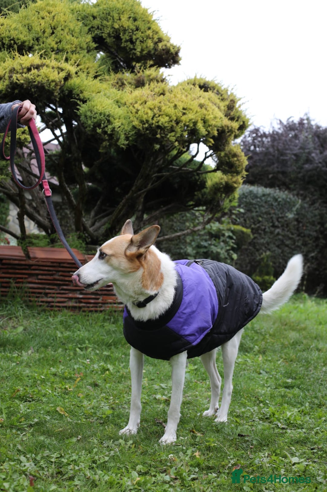 Mixed Breed dogs for adoption: 💖🐶 ALAYA 🐶💖 - Image 21