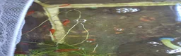 Platies fish for sale: Platy fry in Kettering - Advert 2