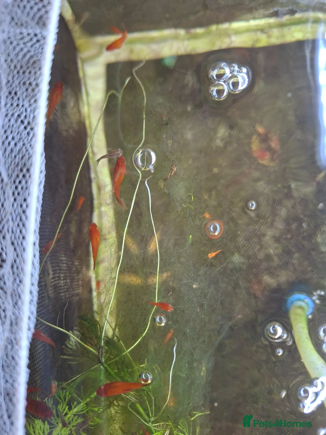 Platies fish for sale: Platy fry in Kettering - Advert 2