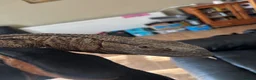 Monitor reptiles for sale: White throat monitor - Advert 7
