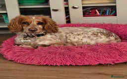 Cockapoo dogs for sale: Female cockerpoo - Image 1