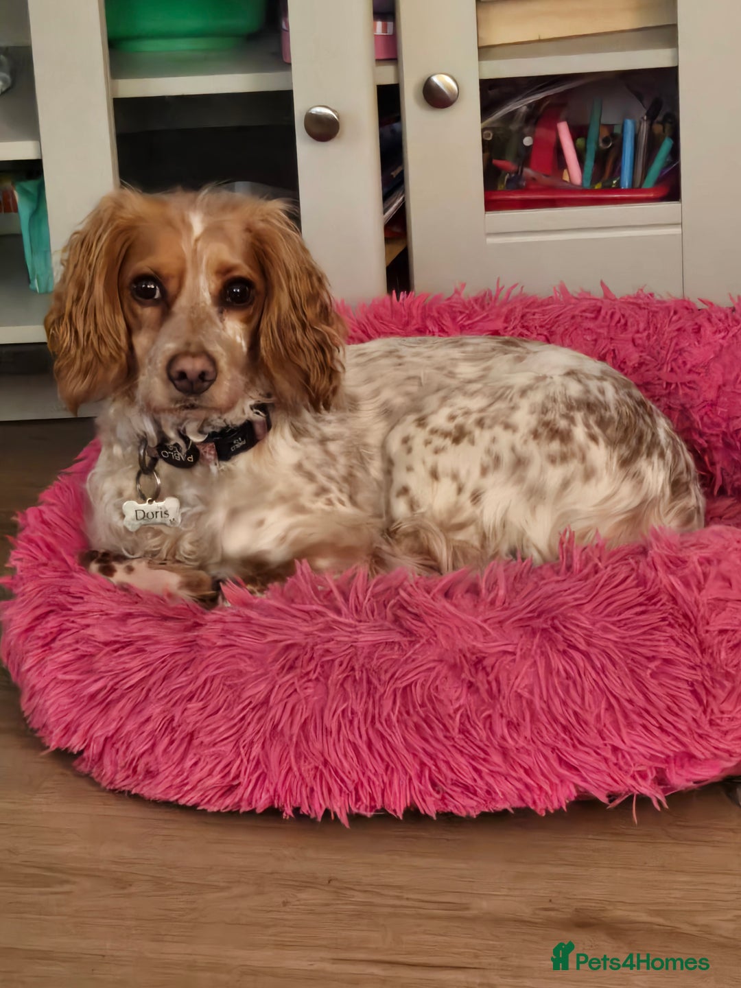 Cockapoo dogs for sale: Female cockerpoo - Image 1