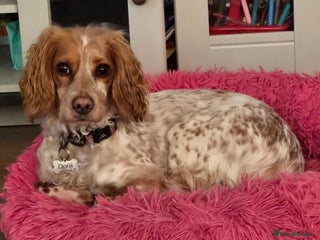 Cockapoo dogs - Advert 1