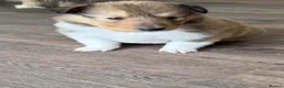 Rough Collie dogs for sale: Non Affected - Sable & White Male Rough Collie  - Advert 3