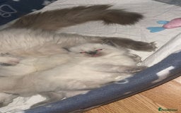 Ragdoll cats for sale: Ragdoll kittens ready to leave now  - Image 7