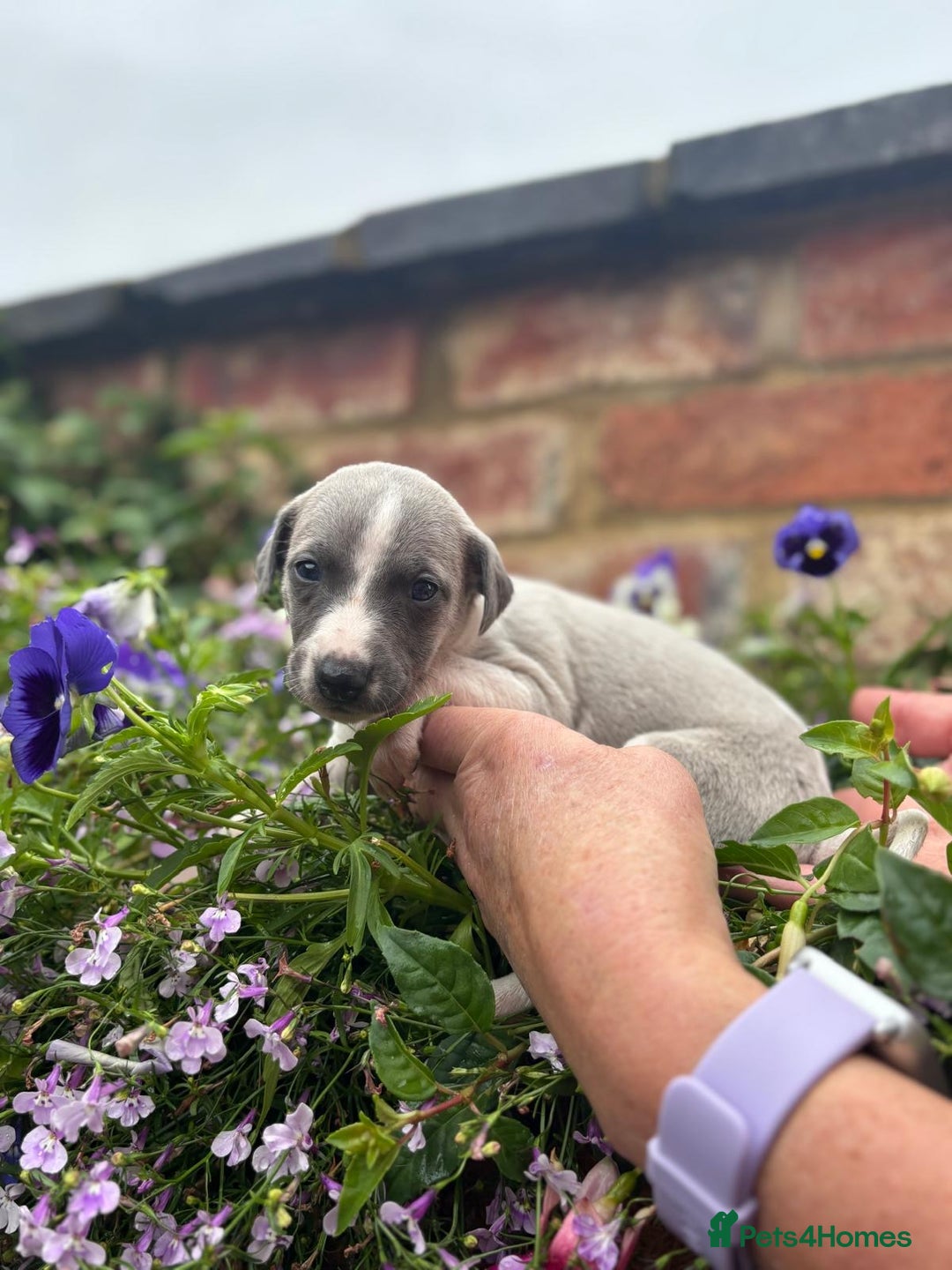 Whippet dogs for sale: Beautiful marked whippet puppies  - Image 6