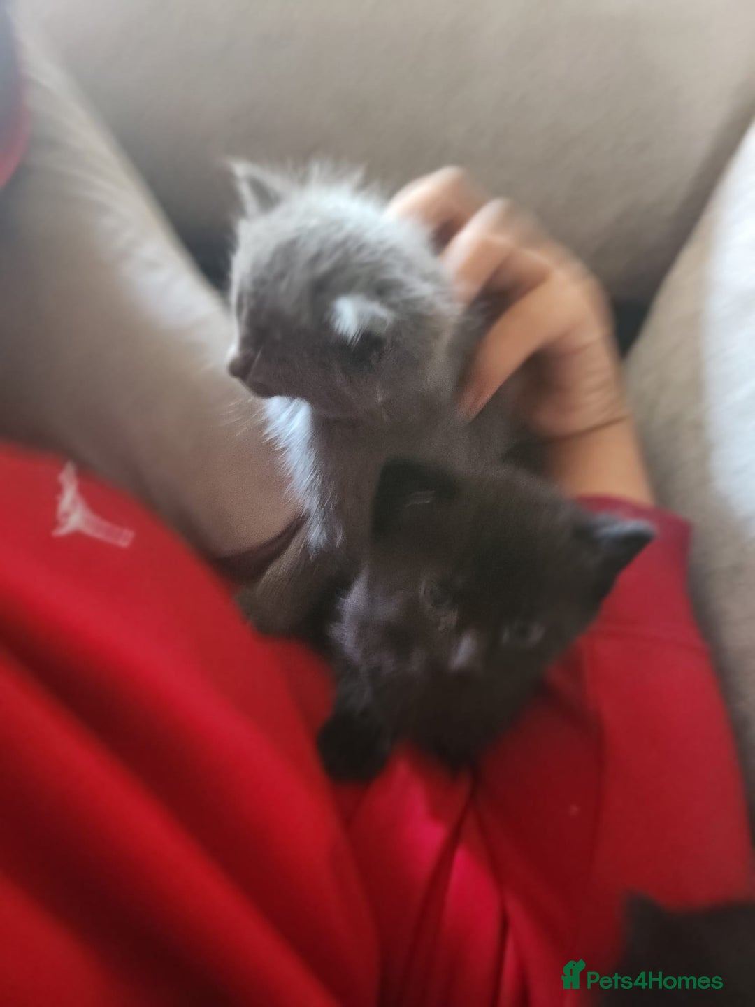 Mixed Breed cats for sale: 3 Beautiful Norwegian Forest X Kittens for sale. - Advert 6