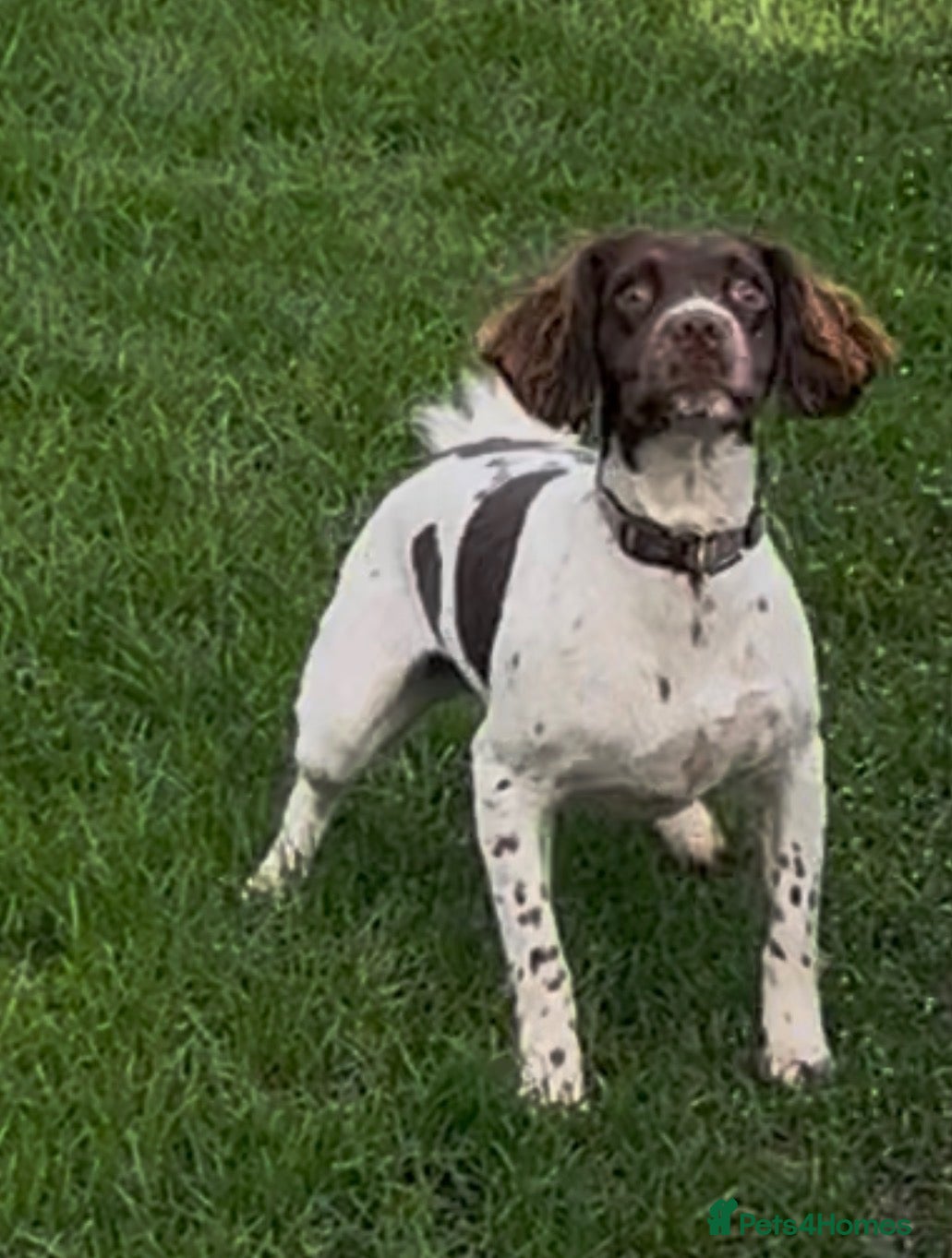 English Springer Spaniel dogs KC ESS - fully health tested parents.  - Advert 1