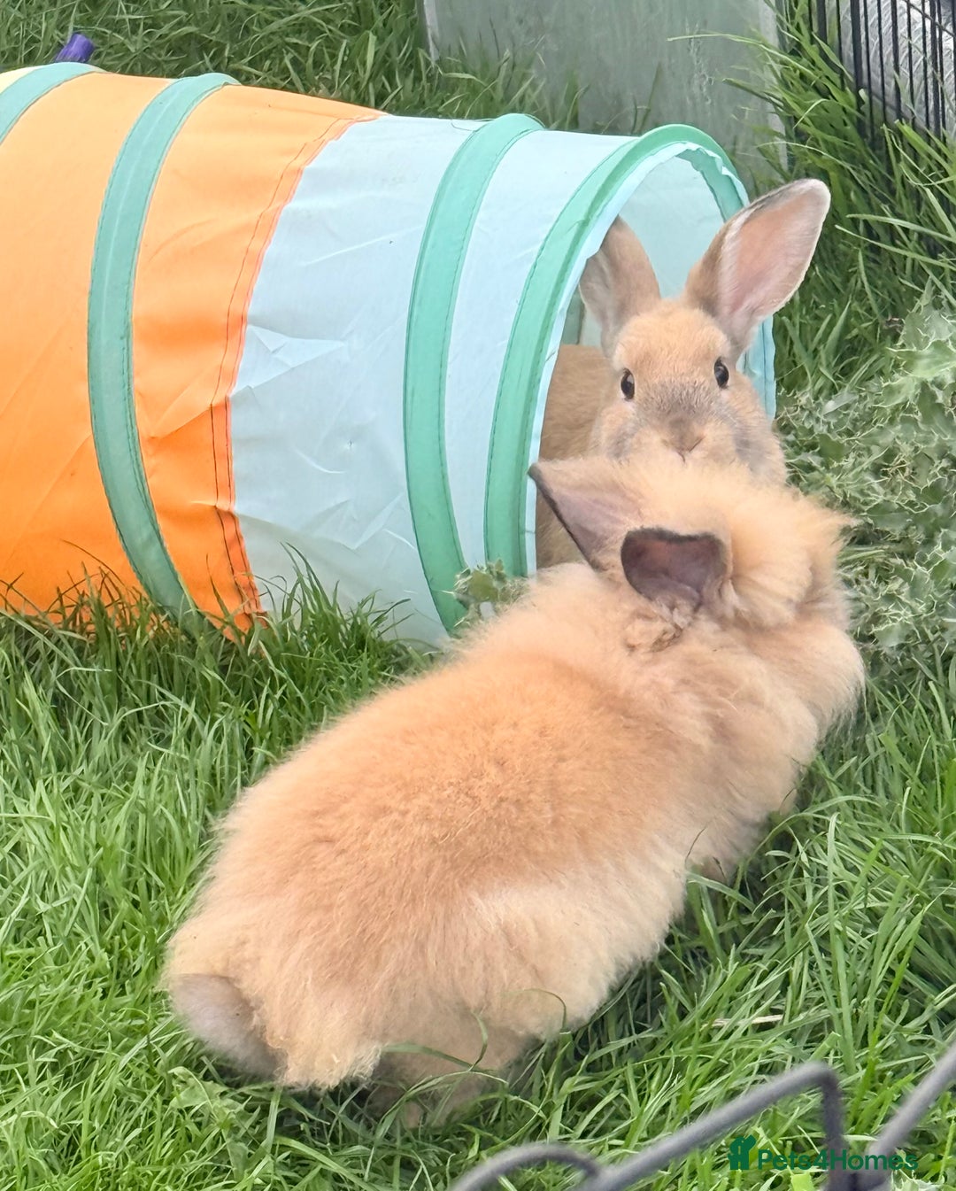 Lionhead rabbits for sale: Double Mane (f)&No Mane(m) Lionhead £50 & £2 - Image 10