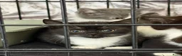 Mixed Breed cats for sale: Kittens for sale  - Advert 18