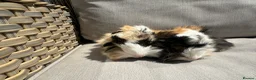 Guinea Pig rodents for sale: 2 very handsome male guinea pigs. - Advert 5