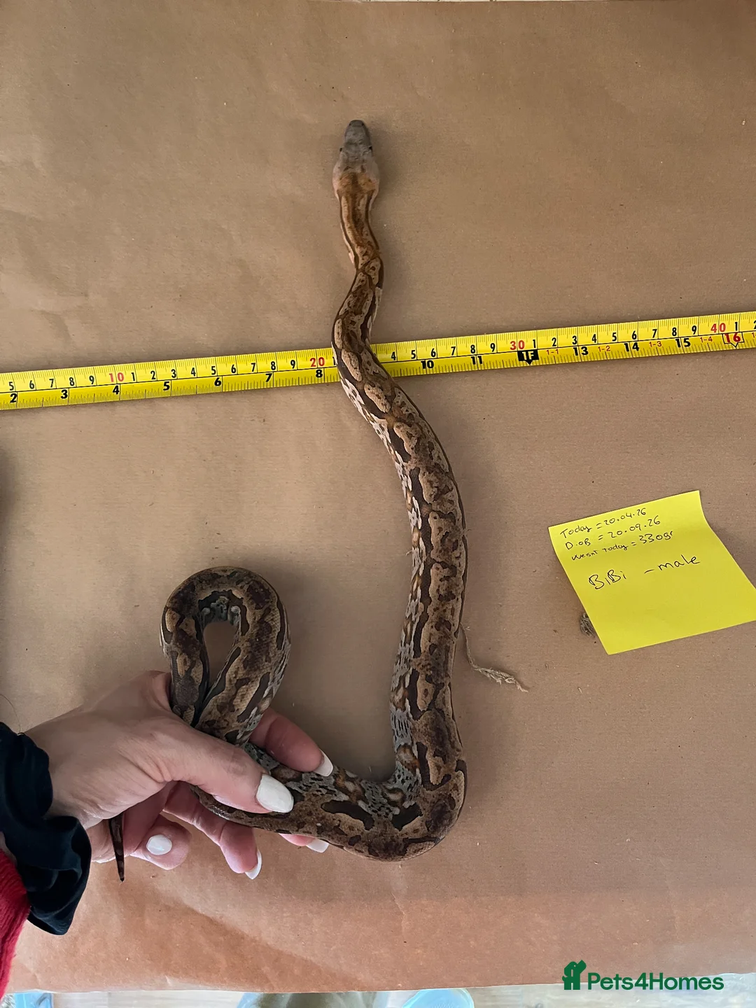Boa Snake reptiles for sale: Madagascar ground boas babies - Advert 2