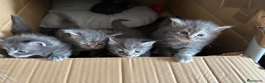 Maine Coon 4