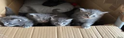 Maine Coon cats for sale: 🩶 Stunning Maine Coon Kittens 💕 - Advert 3