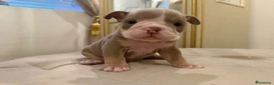 English Bulldog 2