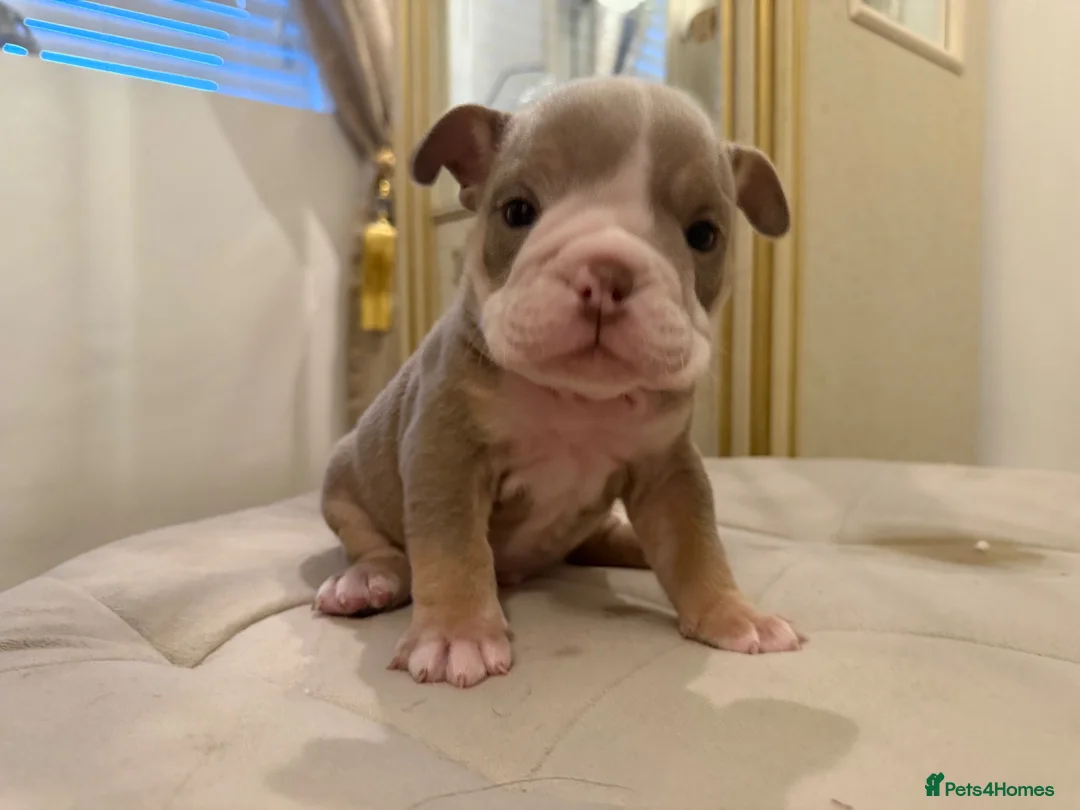 English Bulldog dogs for sale: Top tier kc British bulldog  - Advert 16