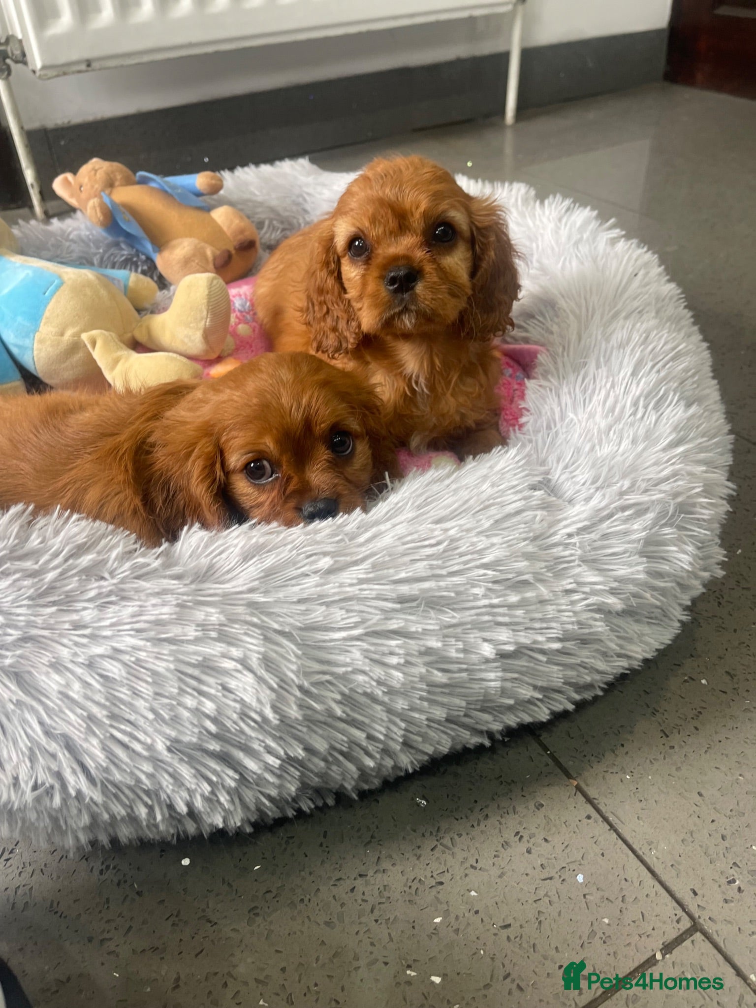 Cavalier King Charles Spaniel dogs Adorable Cavalier King Charles spaniels - Advert 17