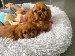 Cavalier King Charles Spaniel dogs Adorable Cavalier King Charles spaniels - Advert 17