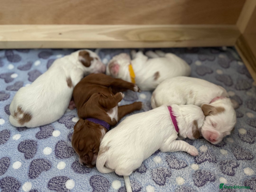 Cockapoo dogs for sale: Gorgeous F2B Cockapoo puppies  - Image 8