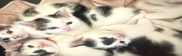 Mixed Breed cats for sale: Black and white Mixed Breed Kittens-8 weeks old in Sittingbourne - Advert 1
