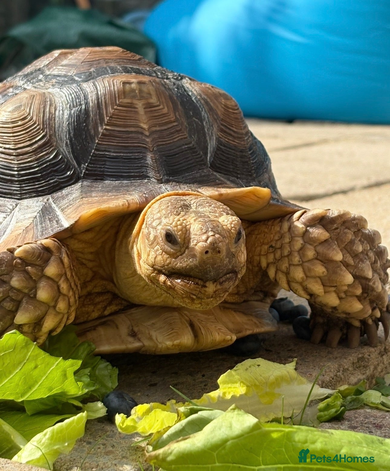 Tortoise reptiles Male sulcata tortoise for sale  - Advert 1