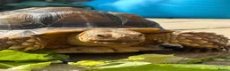 Tortoise reptiles for sale: Male sulcata tortoise for sale  - Advert 1