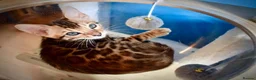 Bengal cats for sale: Beautiful Bengal kitten, one girl available - Advert 7