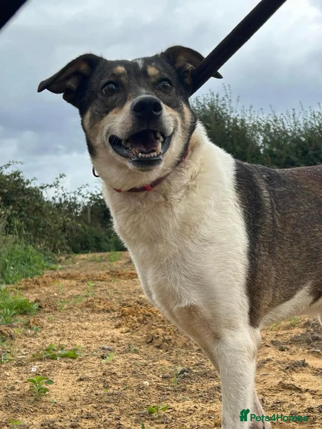 Mixed Breed dogs for adoption: Benjamin - Norwich Norfolk  in Norwich - Advert 16