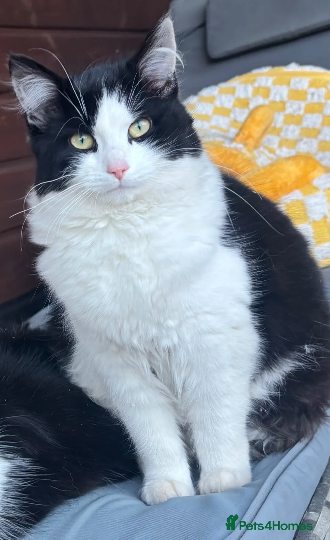 Mixed Breed cats for sale: Beautiful fluffy mixed breed kitten girls  - Advert 4