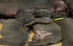 Great Dane dogs for stud: Great Dane for stud in Chesterfield - Image 11