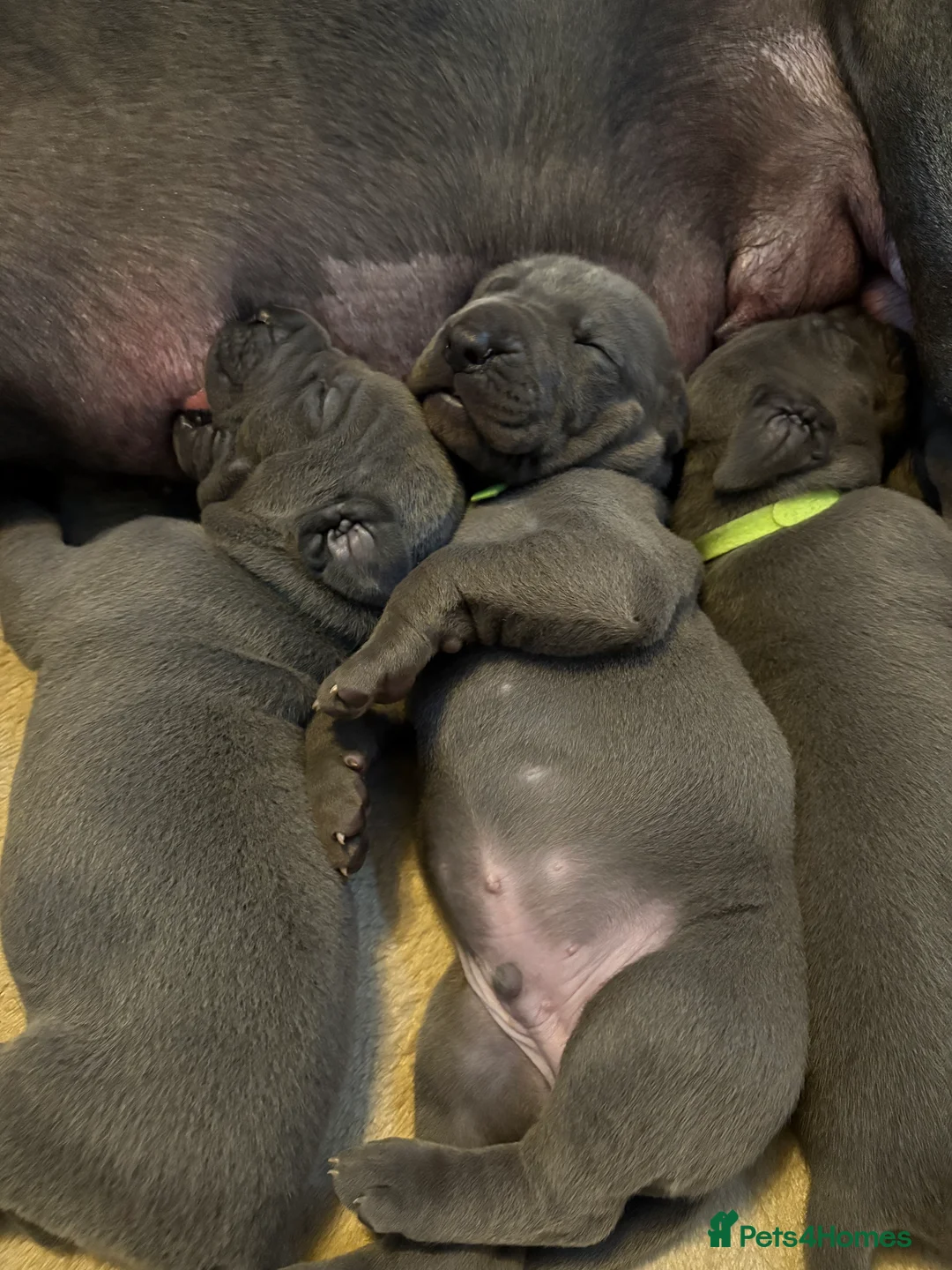 Great Dane dogs for stud: Great Dane for stud in Chesterfield - Advert 11