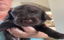 Cockapoo dogs for sale: Cockerpoo- beautiful Merle ready to go in Gillingham - Image 5