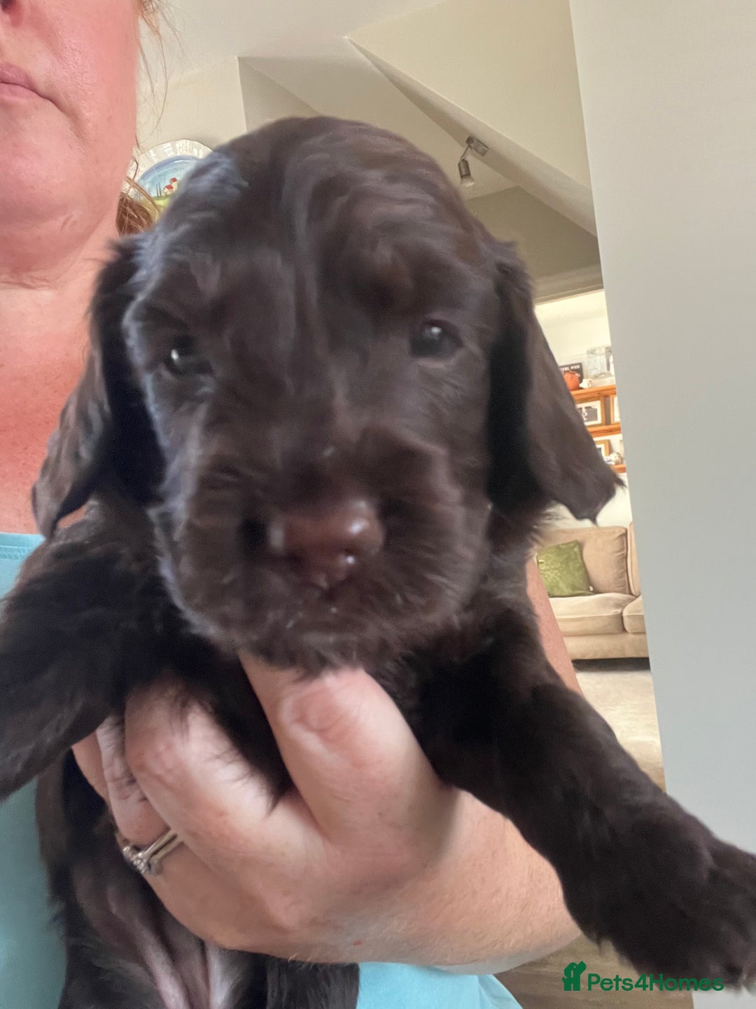 Cockapoo dogs for sale: Cockerpoo- beautiful Merle ready to go in Gillingham - Image 5