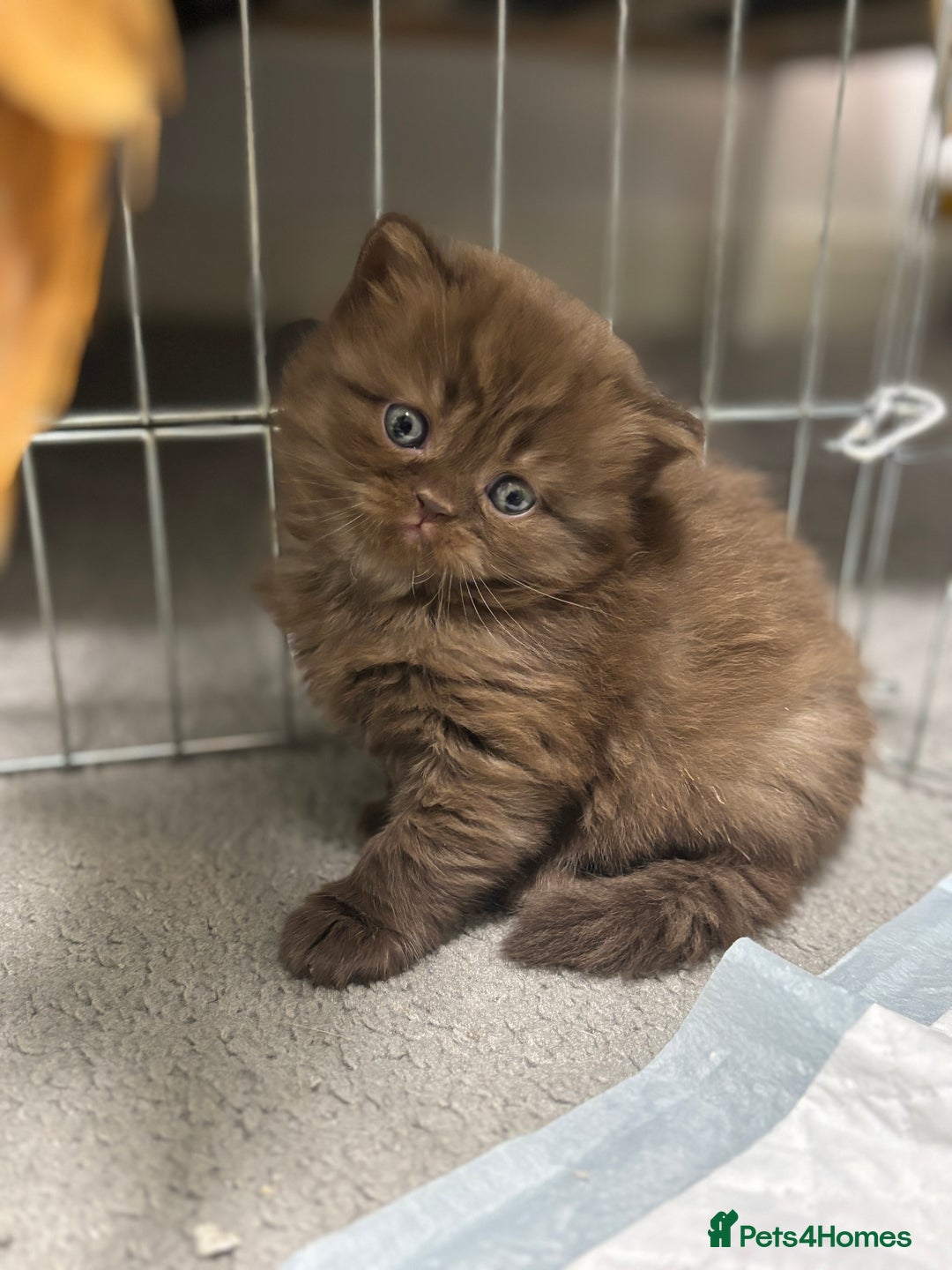 British Shorthair cats for sale: British shorthair and longhair  - Advert 8