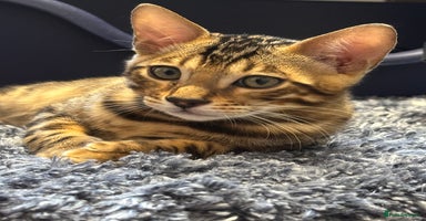 Bengal cats - Advert 8