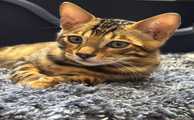 Bengal cats - Advert 7