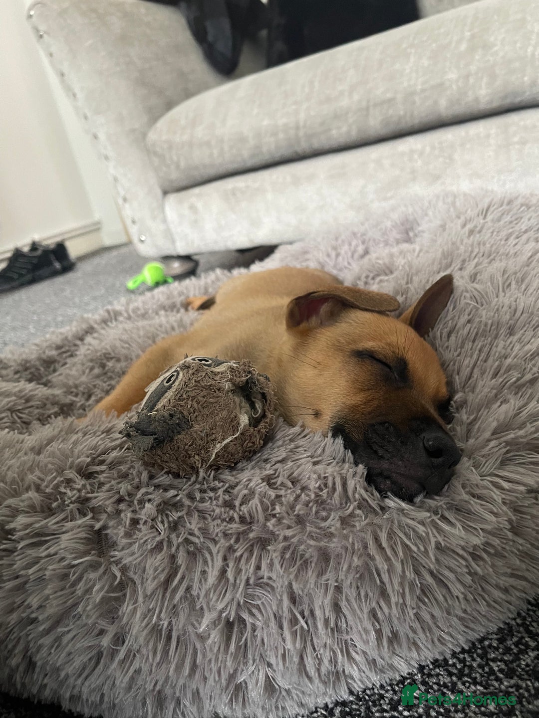Mixed Breed dogs for sale: Max 12 weeks old  - Image 8