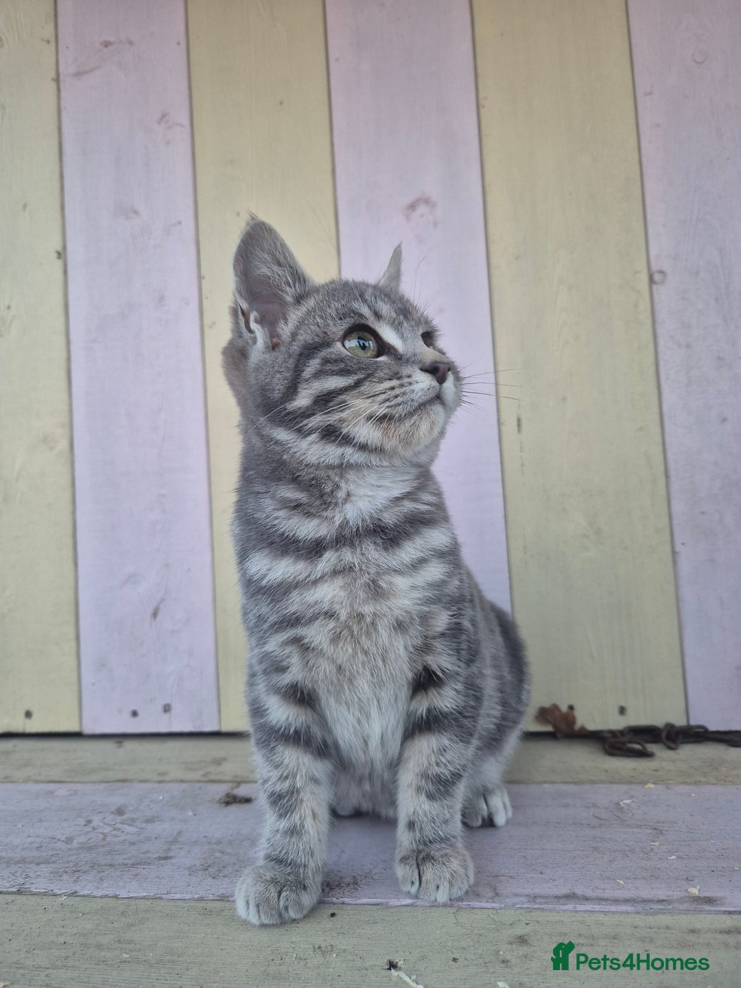 Domestic Shorthair cats for sale: 💙 Stunning boy looking for his furever home 💙 - Advert 8