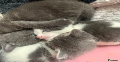 Domestic Shorthair cats 5 gorgeous kittens 🐈‍⬛  - Advert 10