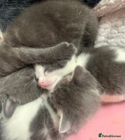 Domestic Shorthair cats 5 gorgeous kittens 🐈⬛ - Advert 2