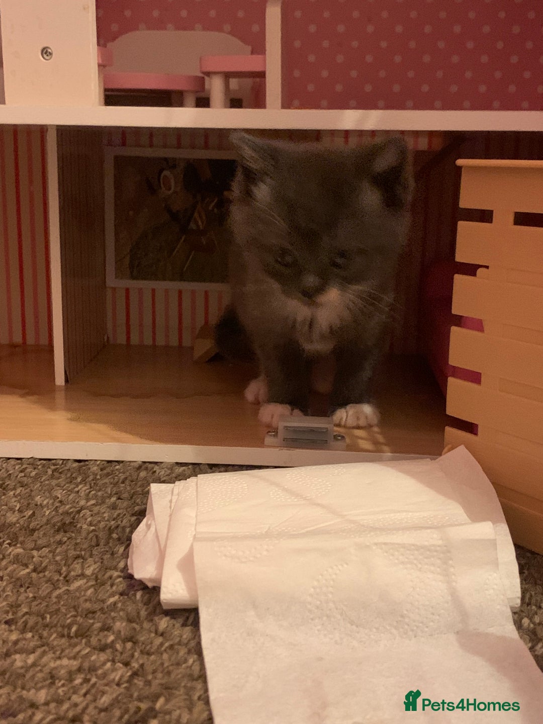 Mixed Breed cats for sale: Kittens  - Advert 16