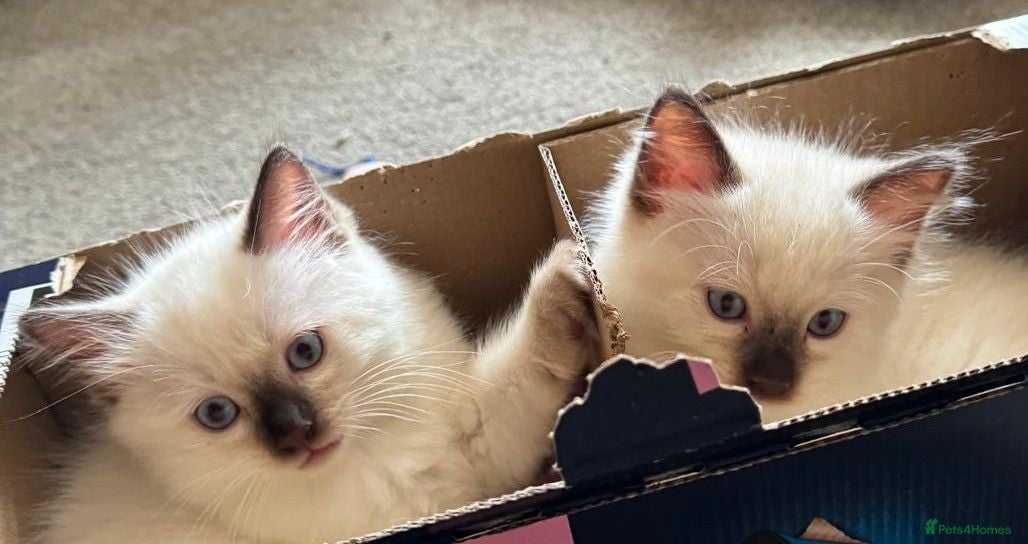 Ragdoll cats Ready to leave NOW - Advert 11