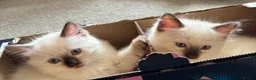 Ragdoll cats for sale: Ready to leave NOW discount price - Advert 6