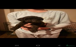 Miniature Poodle dogs for sale: Miniature poodles, beautiful lovley poodles - Image 4