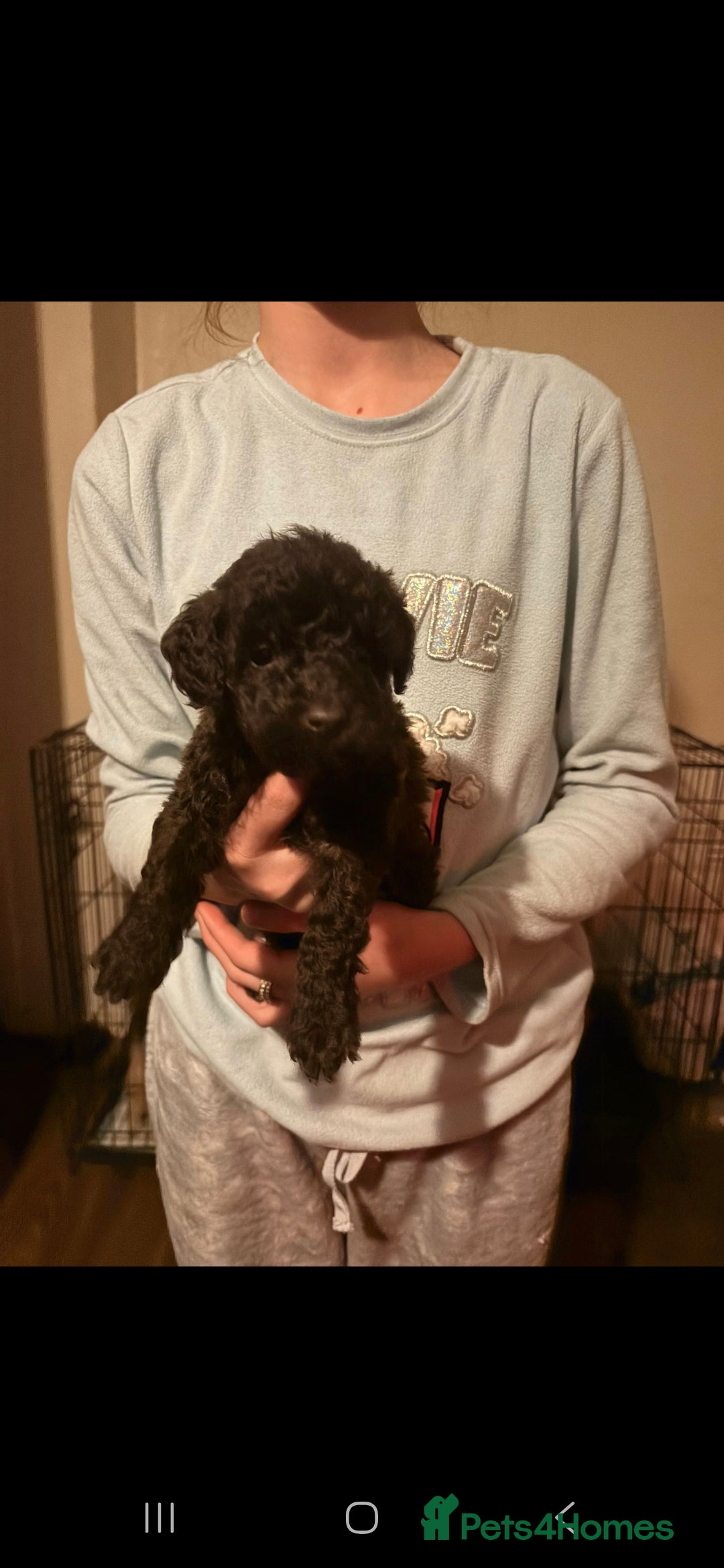 Miniature Poodle dogs for sale: Miniature poodles, beautiful lovley poodles - Image 4