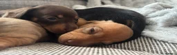 Miniature Dachshund dogs for sale: Beautiful Miniature Dachshund Puppies – Ready Soon - Advert 16